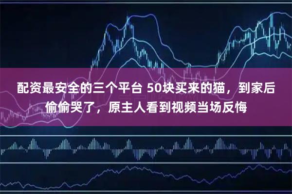配资最安全的三个平台 50块买来的猫，到家后偷偷哭了，原主人看到视频当场反悔