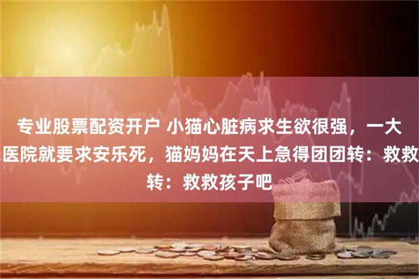专业股票配资开户 小猫心脏病求生欲很强，一大爷送来医院就要求安乐死，猫妈妈在天上急得团团转：救救孩子吧